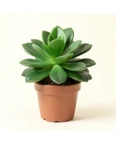 Green Succulent Plant In Pot (synthetic illustration; no displayed measurements)