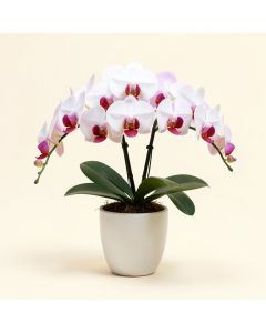 Large Phalaenopsis Orchid Floral Arrangement In Vase (synthetic illustration; no displayed measurements)