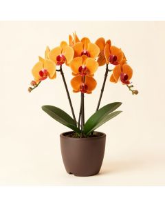 Orange Multiple Stems Of Phalaenopsis Orchids Floral Centerpiece In Planter (synthetic illustration; no displayed measurements)