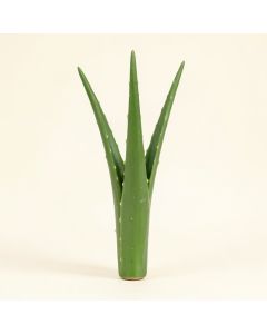 Aloe Vera Stem (synthetic illustration; no displayed measurements)