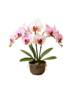 Phalaenopsis Stem Orchids Floral Arrangement