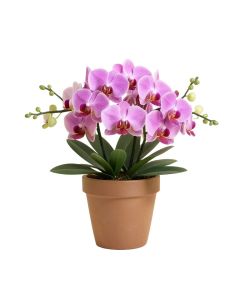 Orchids Floral Arrangements And Centerpieces In Pot