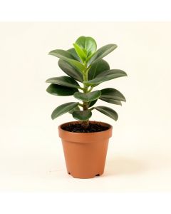 7 '' Live Jade Plant In Pot (synthetic illustration; no displayed measurements)