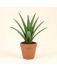 Floor Aloe Plant In Planter (synthetic illustration; no displayed measurements)