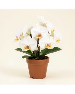 Artificial Orchid Floral Arrangement In Pot (synthetic illustration; no displayed measurements)