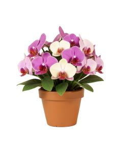 Mini Orchids Floral Arrangements And Centerpieces In Pot
