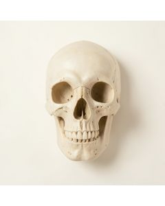 Buck Skull Wall Décor (synthetic illustration; no displayed measurements)