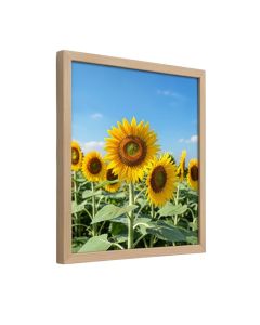 Sunflowers And Blue Sky By Walter Bibikow Danita Delimont - Floater Frame Photograph Print On Canvas