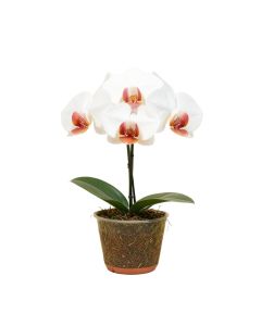 Artificial Phalaenopsis Orchids Stem