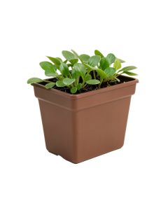 Trumble Water Hyacinth , Steel , And Plastic Window Box Planter (synthetic illustration; no displayed measurements)