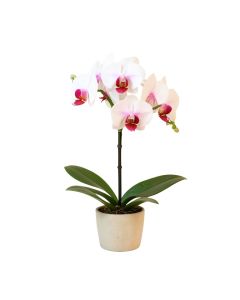 Phalaenopsis Artificial Orchid Stem