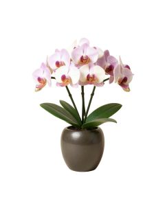 Artificial Cymbidium Orchids Floral Arrangement In Vase