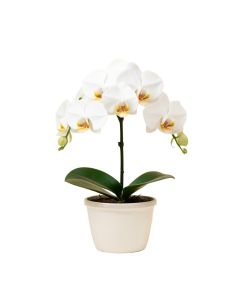 52 '' Phalaenopsis Orchid Silk Flower Arrangement -White