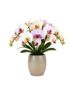 Dendobrium Orchids Floral Arrangement In Vase