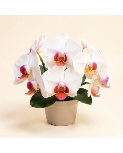 Mini Phalaenopsis Orchids Floral Arrangement (synthetic illustration; no displayed measurements)