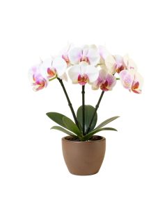 Triple Phalaenopsis Orchid Floral Arrangement In Vase