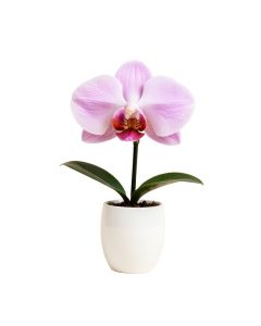 Artificial Silk Phalaenopsis Orchid Flower With White Vase