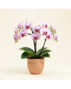 Phalaenopsis Orchid Arrangement In Vase (synthetic illustration; no displayed measurements)