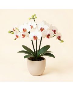 Phalaenopsis Moon Orchids Floral Arrangement In Vase (synthetic illustration; no displayed measurements)