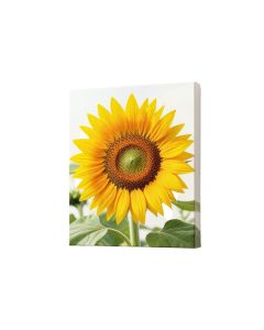 Sunflower Photographic Print On Wrapped Canvas