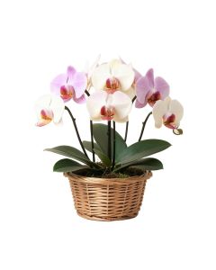 Artificial Chocolate Phalaenopsis Orchids Floral Arrangements In Basket
