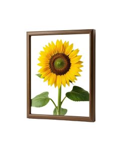 Sunflower In Bronze Ii By 0 Welby - Print
