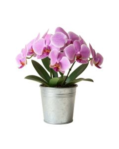 Orchid Floral Arrangement In Metal Pot