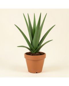 Artificial Aloe With Tree In Pot (synthetic illustration; no displayed measurements)