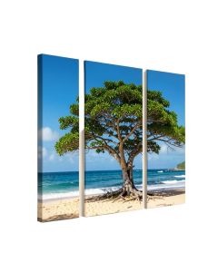 Green Tree On Beach In Kauai Hawaii - 3 Piece Photographic Print On Wrapped Canvas Set
