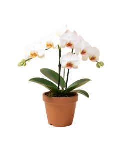 Real Touch Phalaenopsis Orchid Floral Arrangement In Pot
