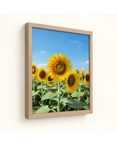 Sunflowers And Blue Sky By Walter Bibikow Danita Delimont - Floater Frame Photograph Print On Canvas (synthetic illustration; no displayed measurements)
