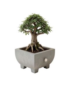 Concrete Bonsai Garden Fountain With Light
