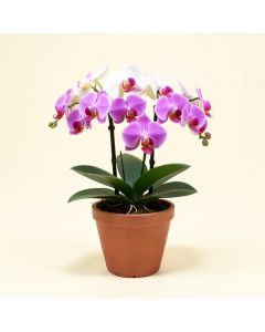 Artificial Phalaenopsis Floral Arrangement In Pot (synthetic illustration; no displayed measurements)