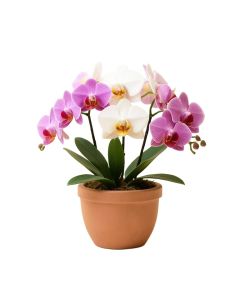 Orchid Floral Arrangement In Planter