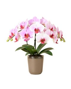 Phalaenopsis Orchids Floral Arrangements In Vase
