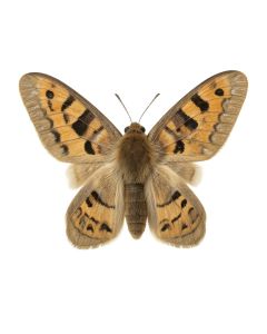 Moths : E. Pudica , E. Pantheria , S. Caecigena , L. Lineosa By W. F. Kirby Painting Print