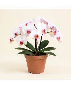 Real Touch Phalaenopsis Orchids Floral Arrangement In Pot (synthetic illustration; no displayed measurements)