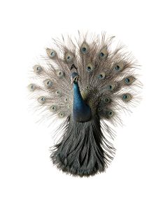 Peacock With Wing Wall Décor