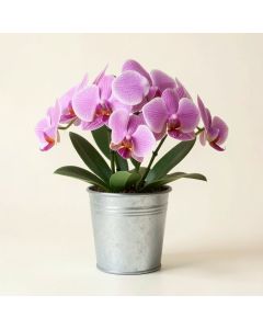 Orchid Floral Arrangement In Metal Pot (synthetic illustration; no displayed measurements)