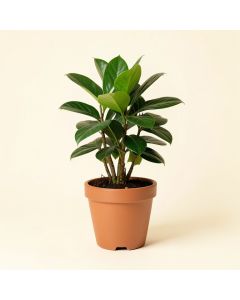 Live Zamioculcas Plant In Pot (synthetic illustration; no displayed measurements)