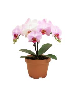 Phalaenopsis Orchids Floral Arrangements In Pot