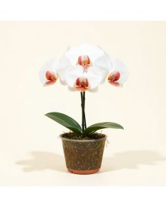 Artificial Phalaenopsis Orchids Stem (synthetic illustration; no displayed measurements)