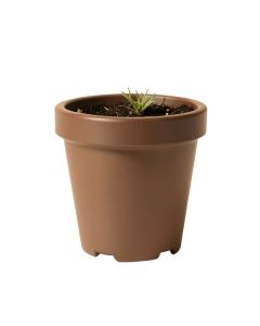 Eugenia Plastic Pot Planter