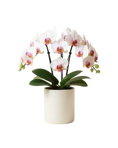Phalaenopsis Orchids Floral Arrangements In Cylinder Vase