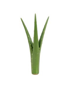 Aloe Vera Stem