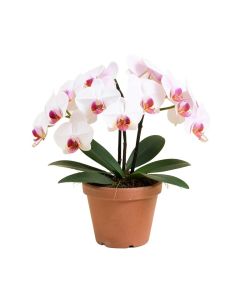 Real Touch Phalaenopsis Orchids Floral Arrangement In Pot