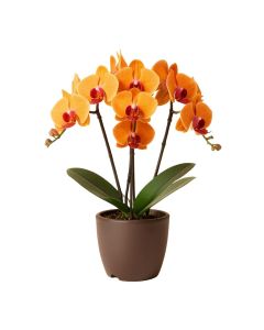 Orange Multiple Stems Of Phalaenopsis Orchids Floral Centerpiece In Planter