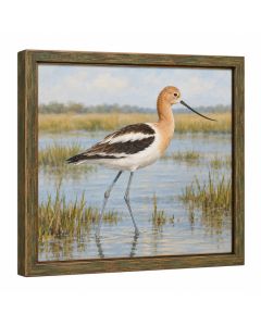 Long Legged Avocet - Picture Frame Print On Canvas