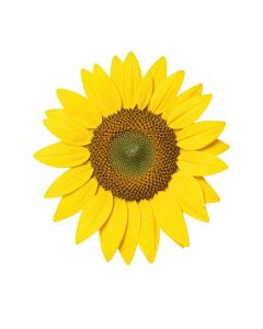 Sunflower Seeds Vintage Advertisement