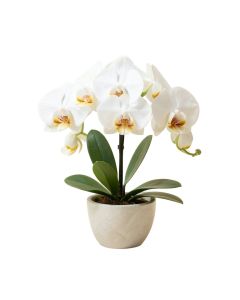 35 '' Phalaenopsis Orchid Silk Flower Arrangement -White